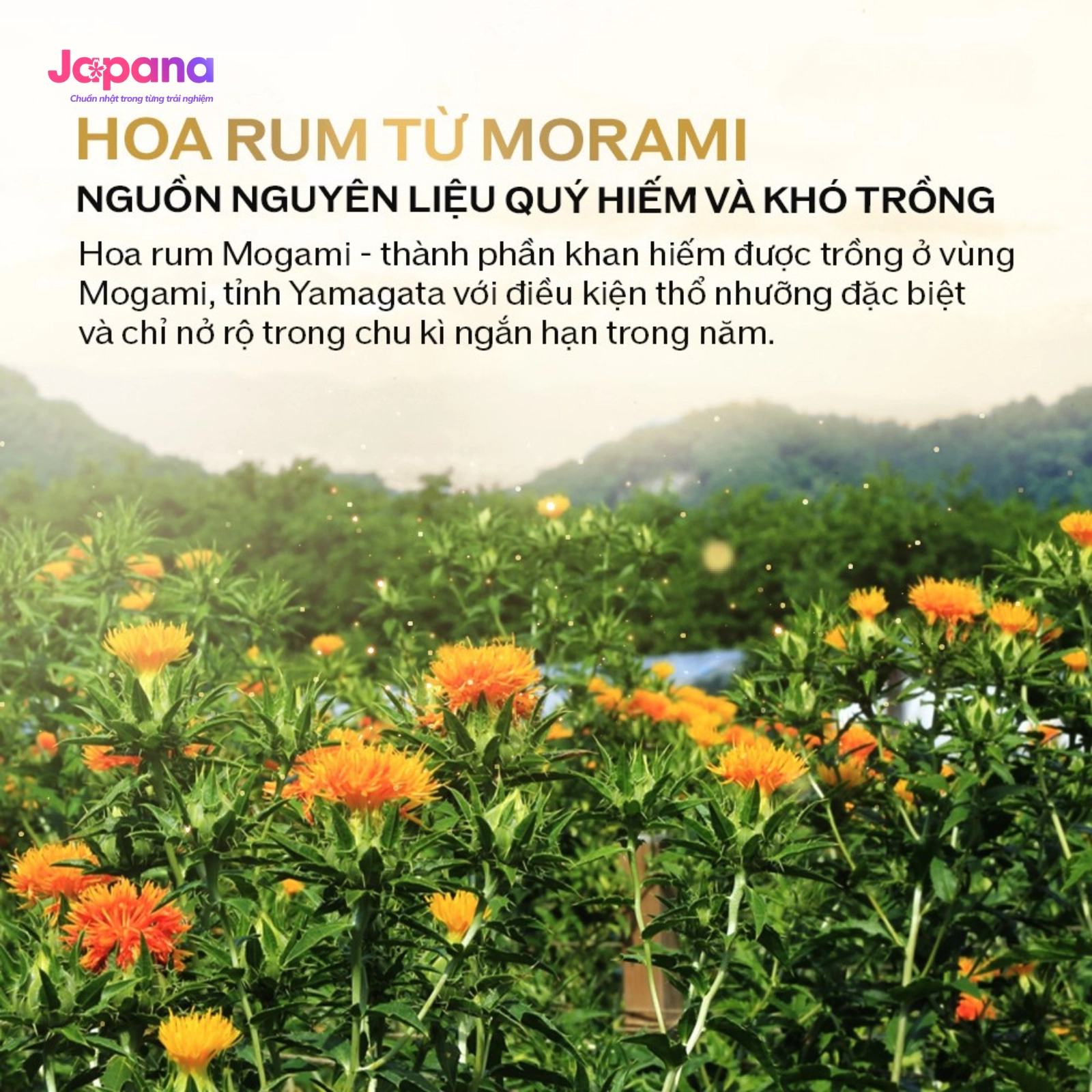 Kem dưỡng da chống lão hóa Shiseido Vital-Perfection Uplifting and Firming Advanced Cream 50ml