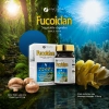 Combo 6 hộp Viên uống hỗ trợ điều trị ung thư Fine Japan Fucoidan - 30 viên						
