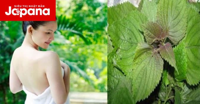 Mẹo làm trắng da từ lá tía tô có thể bạn chưa biết
