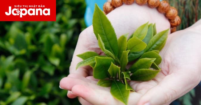 Bí quyết trắng sáng làn da với những loại lá trong vườn