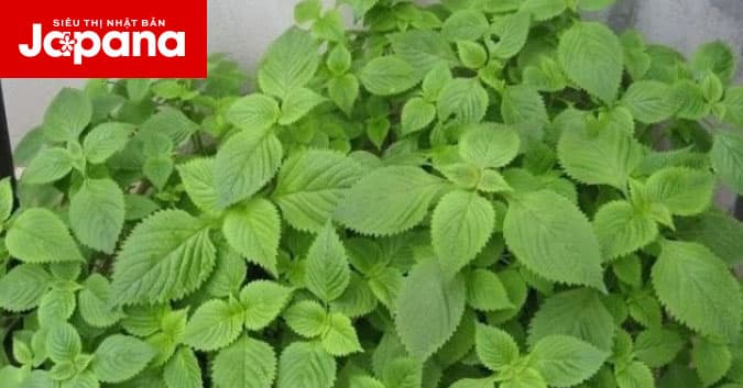 Bật mí 3 cách trị mụn bằng rau kinh giới siêu hiệu quả cho tuổi 40