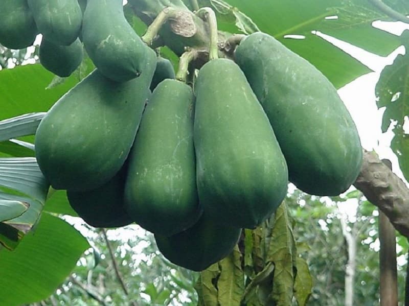 Chữa đau xương khớp bằng đu đủ xanh có tốt không?