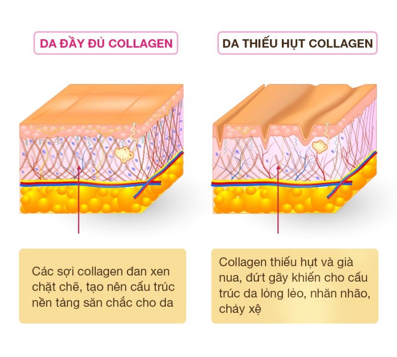 Công dụng của Collagen với da