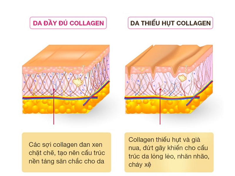 Tất – tần – tật về Collagen mà bạn nên biết