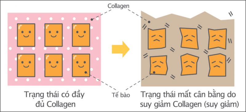 Tầm quan trọng của Collagen đối với cơ thể người