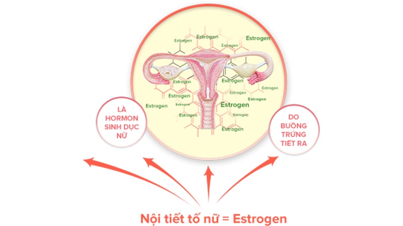 Thanh xuân úa tàn vì estrogen suy giảm dần, làm sao bây giờ?