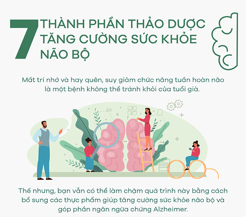 [Infographic] 7 thành phần thảo dược giúp tăng cường sức khỏe não bộ