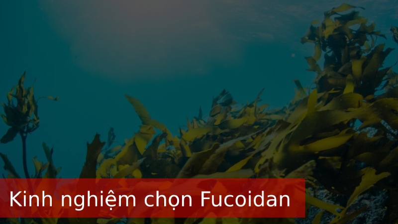 kinh-nghiem-chon-fucoidan-phu-hop