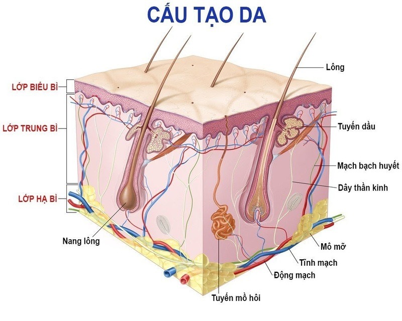 Cấu tạo da mặt