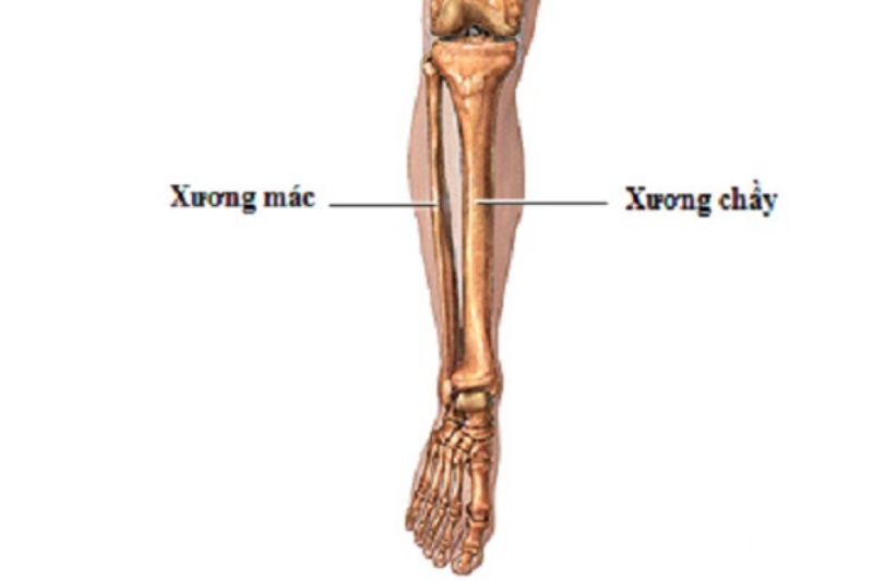 Xương mác rất dễ bị gãy, gây ảnh hưởng tới việc đi lại và hoạt động của chân