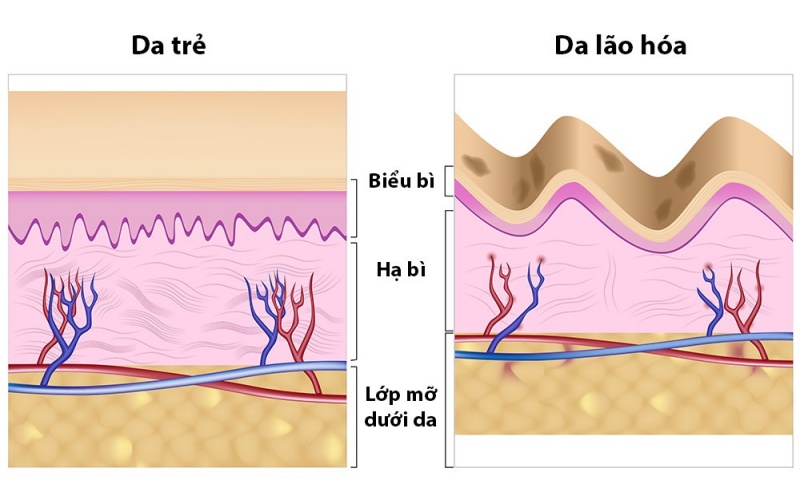 Lão hóa da diễn ra như thế nào?