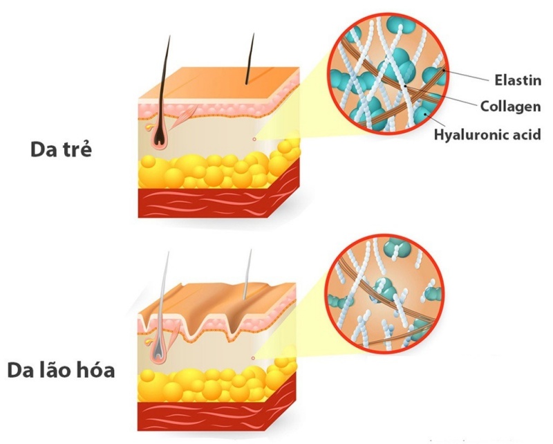 Sự khác biệt giữa da trẻ và da lão hoá