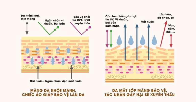 Hàng rào bảo vệ da bị phá hủy như thế nào?