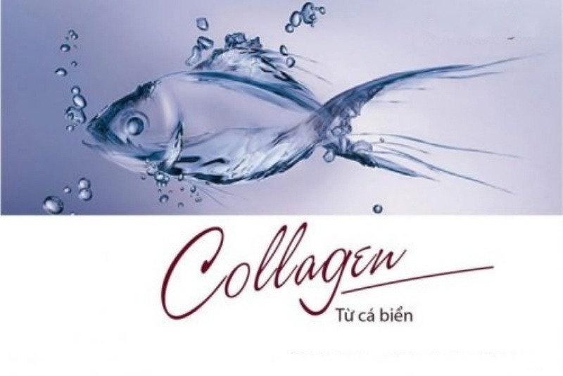 Ưu tiên collagen chiết xuất từ da cá để cơ thể dễ hấp thu hơn