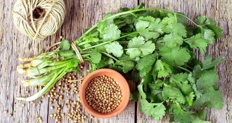 Cách sử dụng rau mùi trị tàn nhang và nám