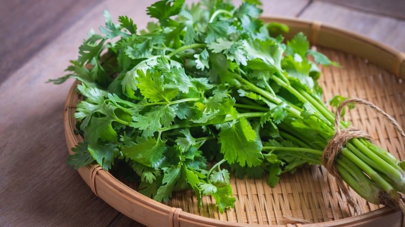 Công dụng của rau mùi