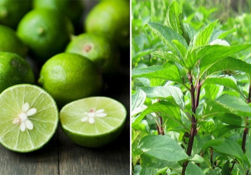 Trị da sạm đen tại nhà bằng lá húng quế và chanh
