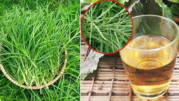Gội bằng nước cỏ mần trầu
