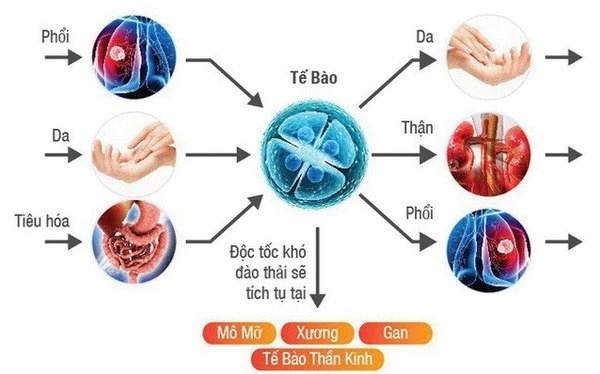 Trà giảm cân giúp giải phóng nhiều độc tố gây hại cho cơ thể