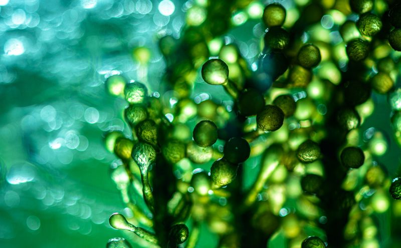 Người mắc các bệnh về miễn dịch cần tránh dùng tảo xoắn