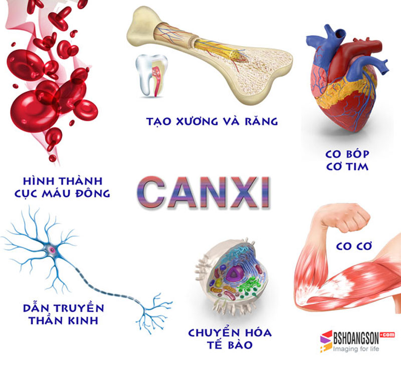 Canxi có vai trò quan trọng với xương và răng