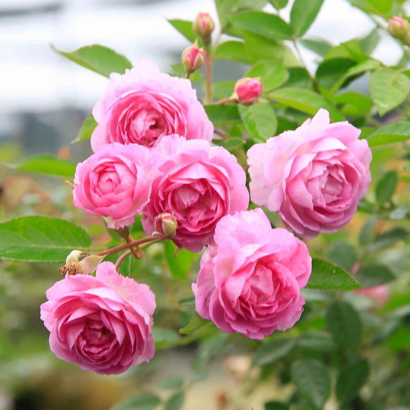 Làm son môi từ hoa hồng vừa an toàn vừa có khả năng dưỡng ẩm cao