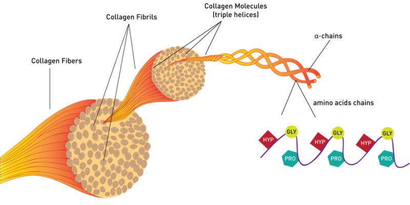 Collagen giúp làn da mịn màng, căng mướt. Ảnh: Internet