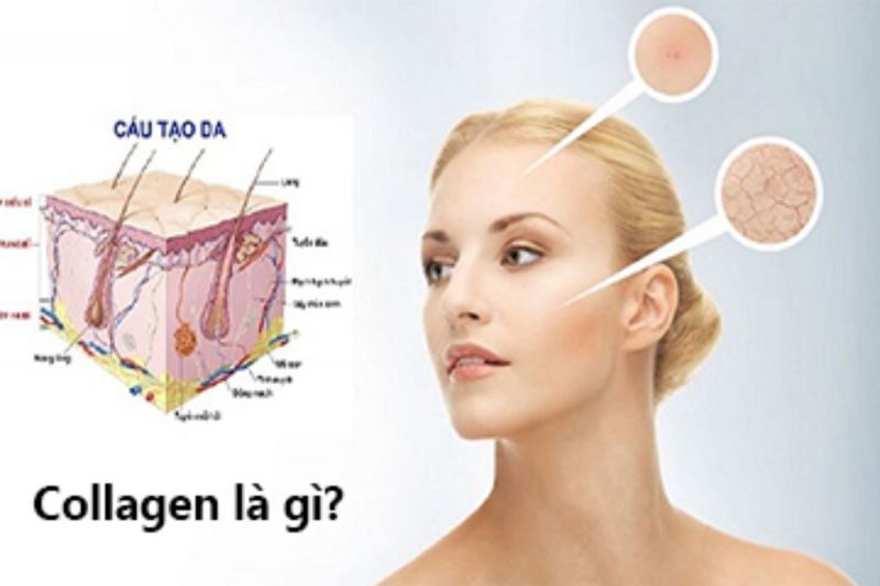 Collagen là gì?