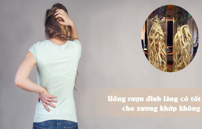 Uống rượu đinh lăng có tốt cho xương khớp không là vấn đề được nhiều người quan tâm