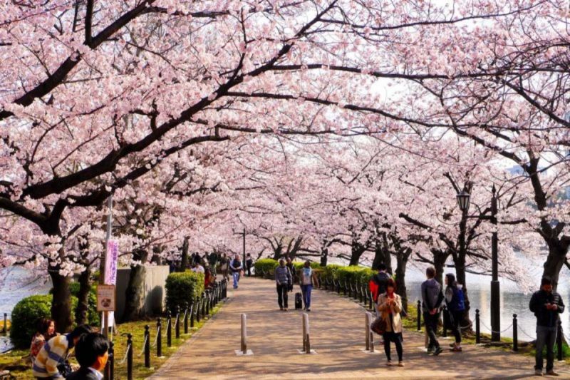 Mùa xuân ở Nhật 