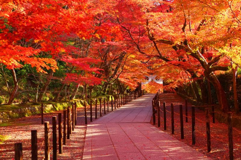Mùa thu ở Nhật