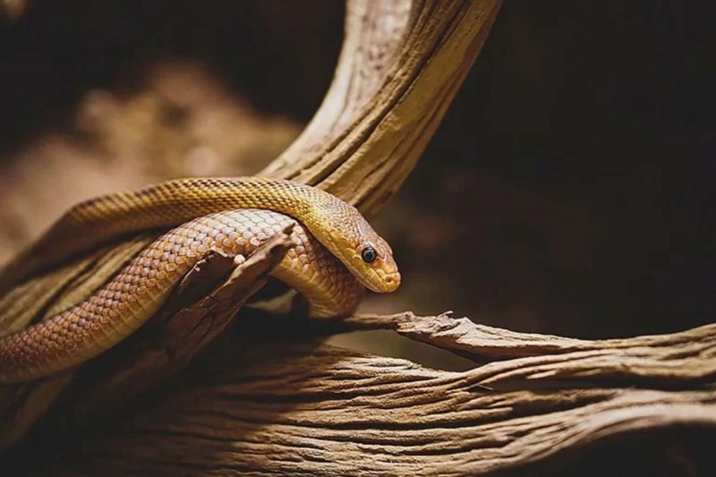 Những con số may mắn sau khi mơ thấy rắn là gì?
