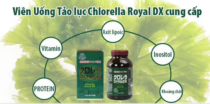 Thành phần của Tảo lục Chlorella Royal DX