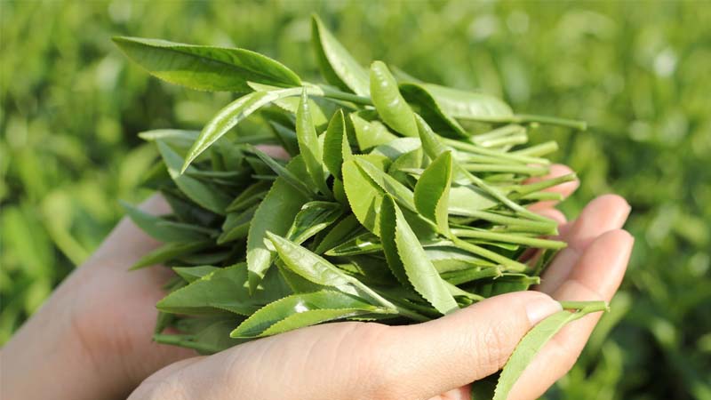 Xông hơi vùng kín bằng lá trà xanh giúp khử mùi vùng kín hiệu quả