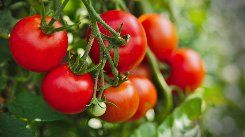 Cà chua là một loại quả tốt cho gan thận. Ảnh: Internet