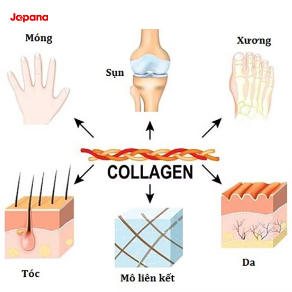 Collagen có tác dụng gì?