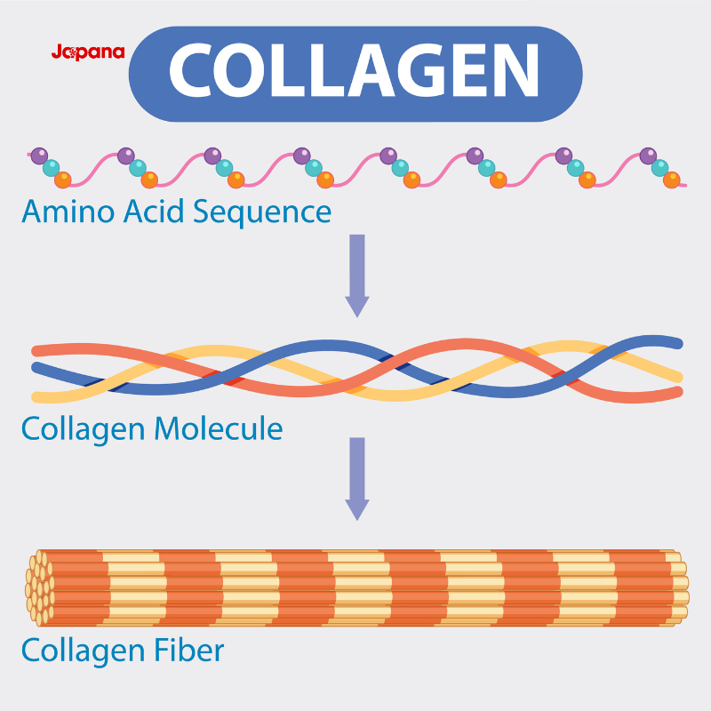 Collagen là gì và vai trò với cơ thể