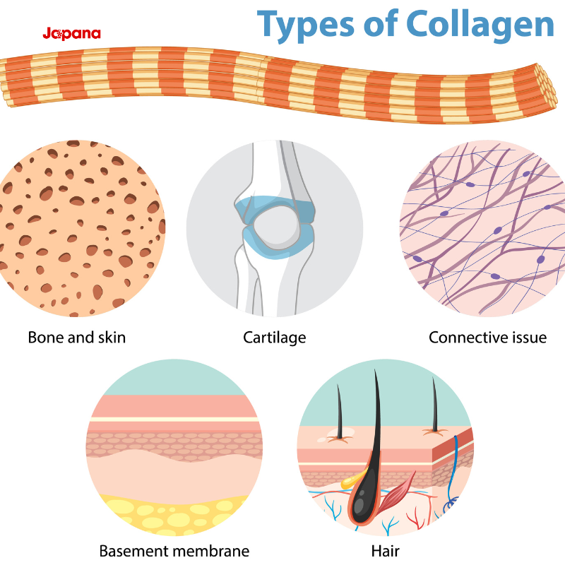 Collagen có tác dụng gì?