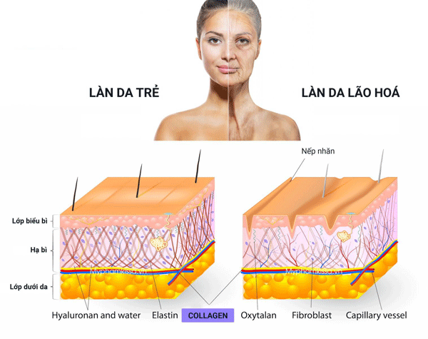 Công dụng của Collagen với làn da