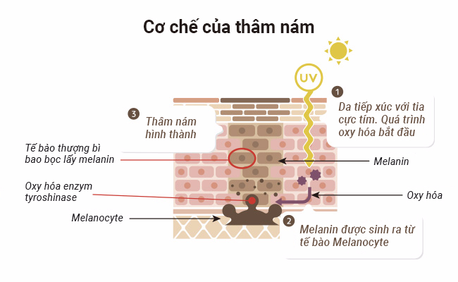 Cơ chế hình thành nám