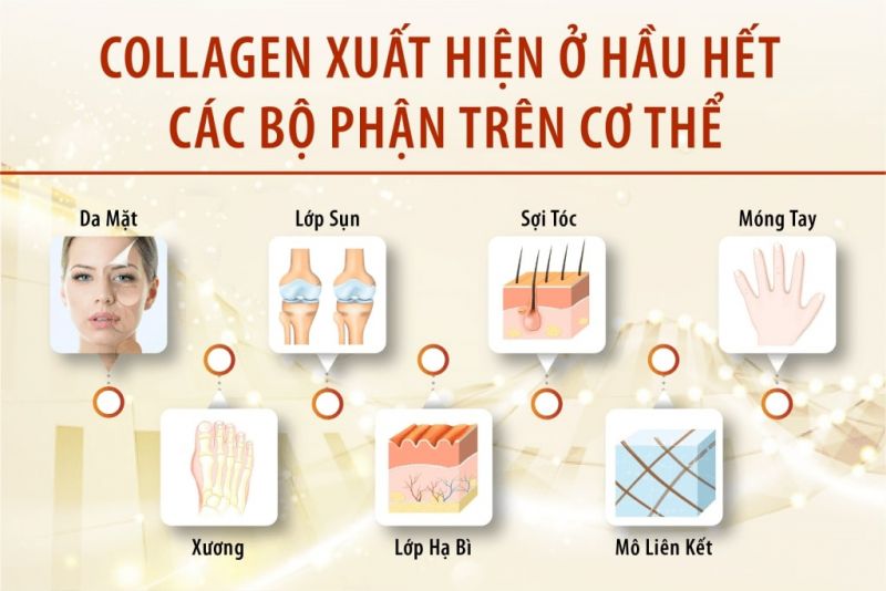 Công dụng của collagen