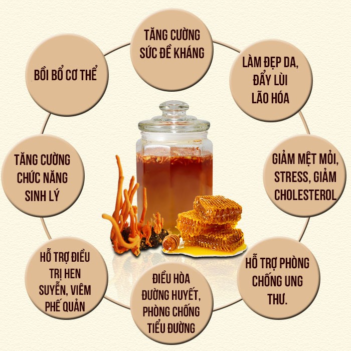 Công dụng của đông trùng hạ thảo Cordyceps Sinensis