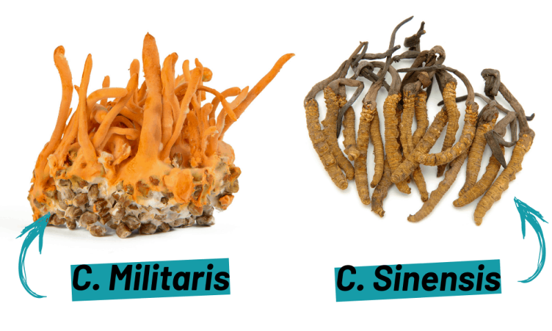 So sánh đông trùng hạ thảo Cordyceps Sinensis và Cordyceps Militaris