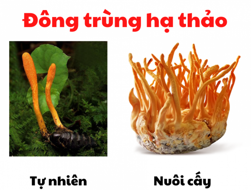 Đông trùng hạ thảo có mấy loại