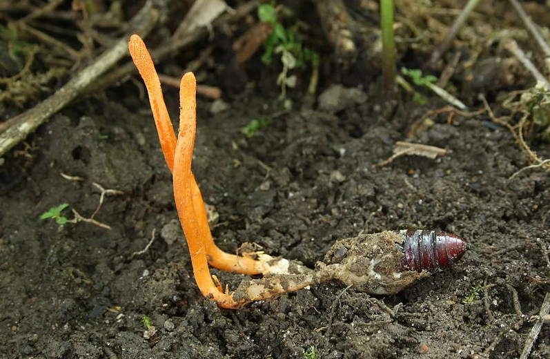 Đông trùng hạ thảo Cordyceps Sinensis trong tự nhiên