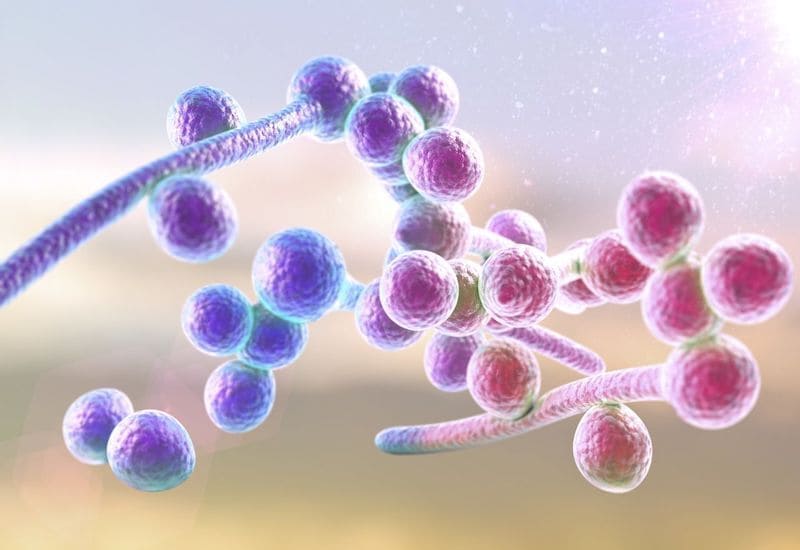 Chống nhiễm trùng candida