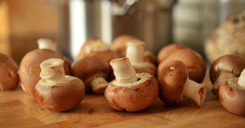 Nấm Thái Dương Agaricus giàu chất chống oxy hóa, tăng cường miễn dịch tự nhiên của cơ thể