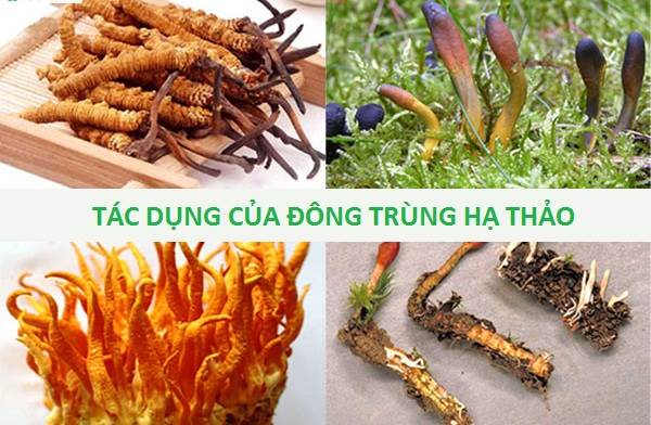 Lợi ích sức khỏe ấn tượng từ đông trùng hạ thảo