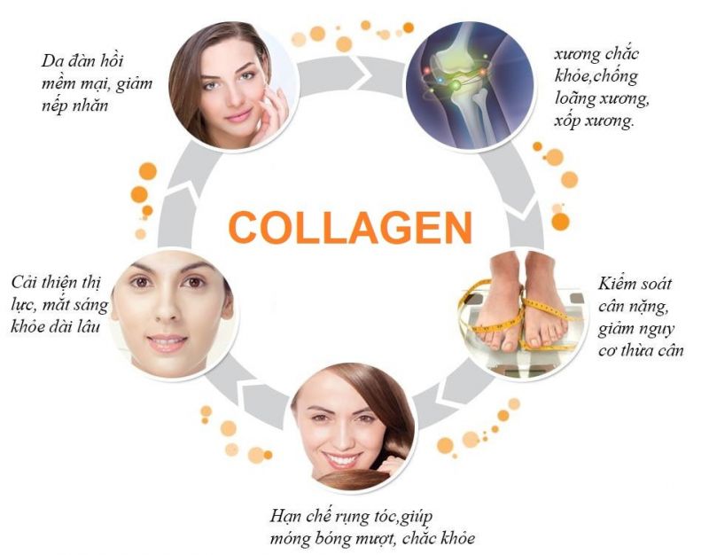 Collagen đóng vai trò như thế nào trong cơ thể