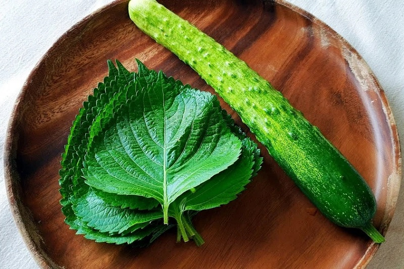 chữa nám bằng lá tía tô với dưa chuột